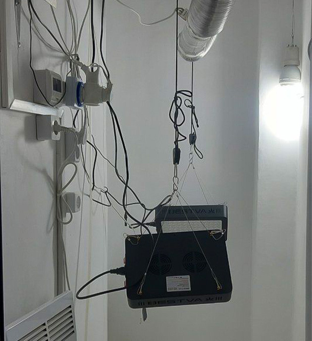 Первые шаги с Bruce Banner Auto Высадка семян Bruce Banner Auto в субстрат