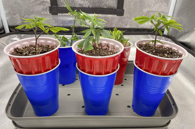 Стимуляция роста Blueberry Muffin Питание для трио Blueberry Muffin