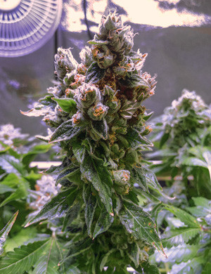 Трихомы марихуаны стали молочными Концентрат для конопли