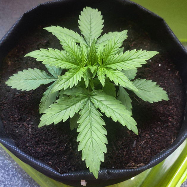 Стадия вегетации Формирование листьев на 2 неделе выращивания