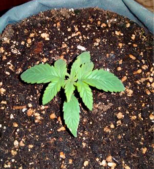 Рост конопли после полива pH 6.7 Каннабис на второй неделе вегетации