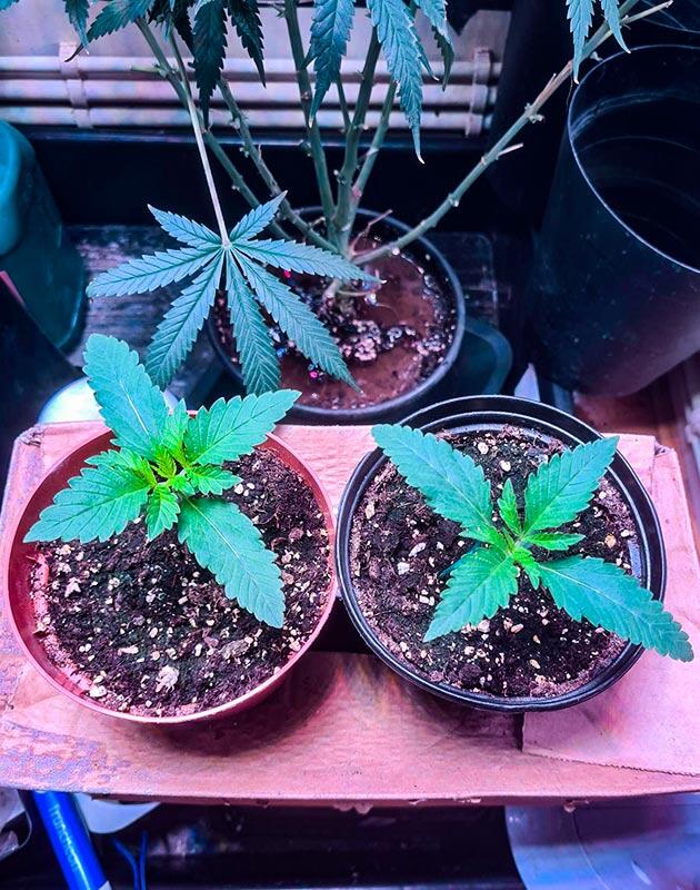 Пересадка конопли Топпинг марихуаны