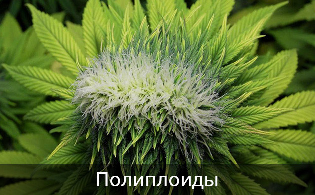 Полиплоиды конопли Сдвоенная шишка конопли
