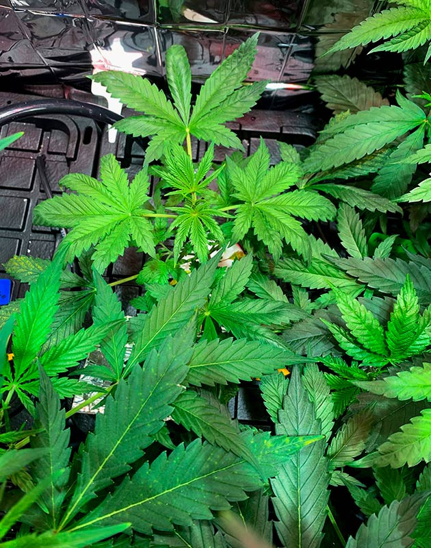 Условия выращивания на 3 неделе Развитие куста на 3 неделе выращивания