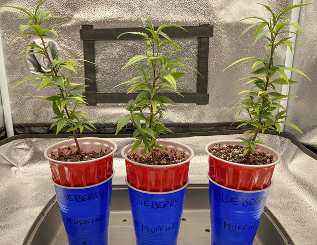 Жизнеспособность саженцев Blueberry Muffin Новая стадия роста Blueberry Muffin