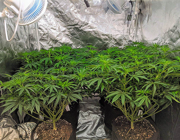 Лолипоппинг опыт Notorious THC Последняя обрезка выходных