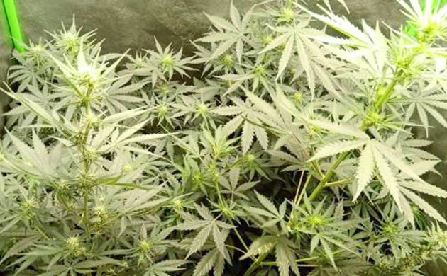 Цветение на 6 неделе выращивания Формирование соцветий