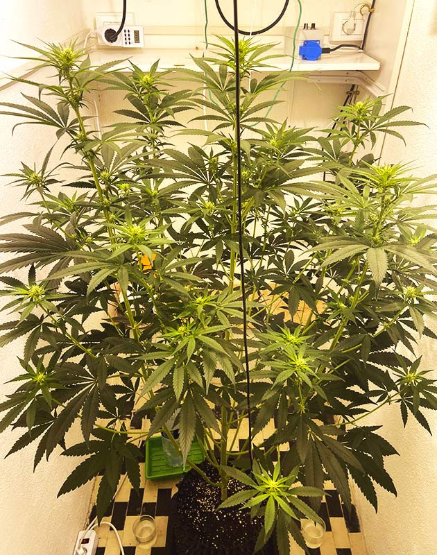 Цветущий куст конопли высотой 140 смВторая неделя цветения конопли