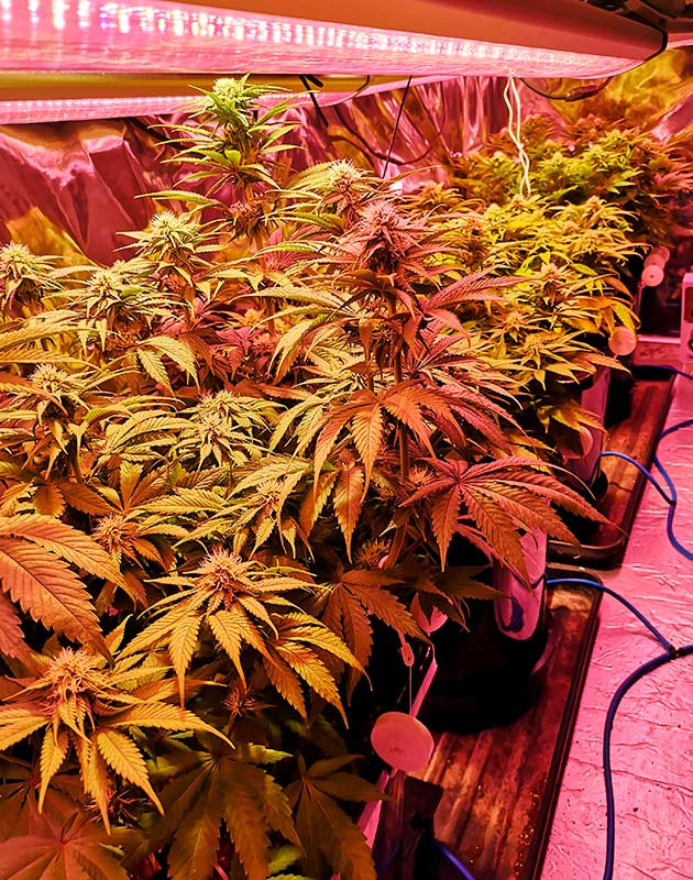 Появление аромата в гроуруме Формирование соцветий на кустах конопли