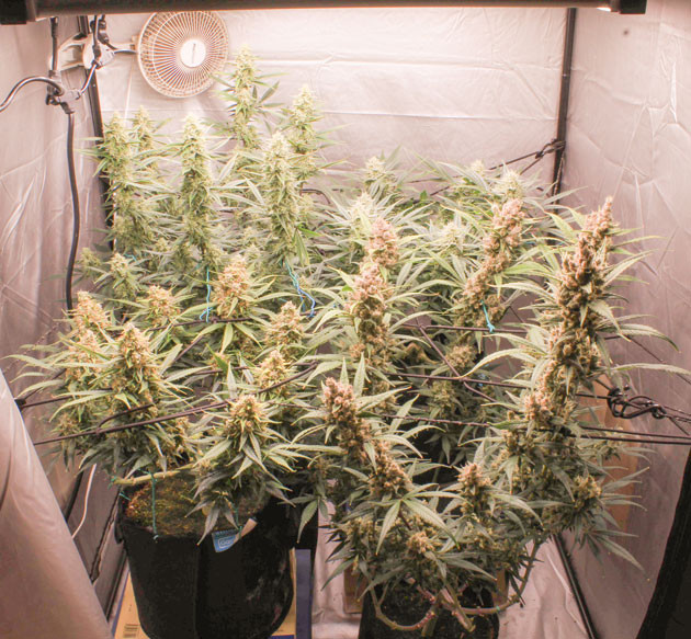 Созревание и завершение цветения Tropicana Cookies Auto Финальные этапы роста Tropicana Cookies Auto