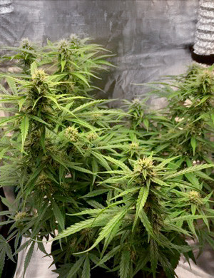 Формирование шишек Auto Orange Bud Куст на седьмой неделе выращивания