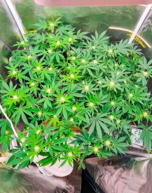 Признаки гермафродитизма у одного из кустов Poddy Mouth от Humboldt Seed Company