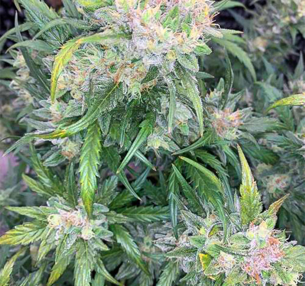 Цветение куста Auto Mokum’s Tulip Auto Mokum’s Tulip: оранжевые стигмы и плотные соцветия