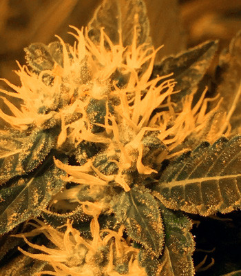 Появление трихом на соцветиях Соцветие марихуаны LSD