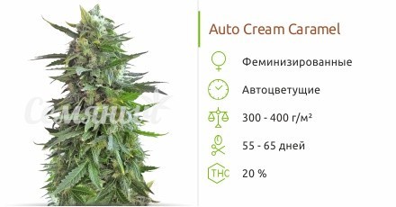 Сорт конопли Auto Cream Caramel Auto Cream Caramel fem от Семяныча