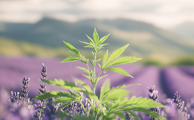 Структура и биологический эффект линалоола Линалоол: строение и влияние на организм