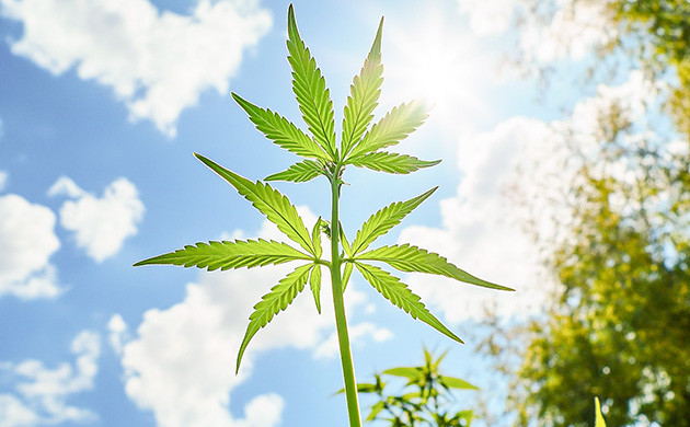 Выращивание каннабиса в условиях открытого грунта Экономное выращивание конопли в аутдоре