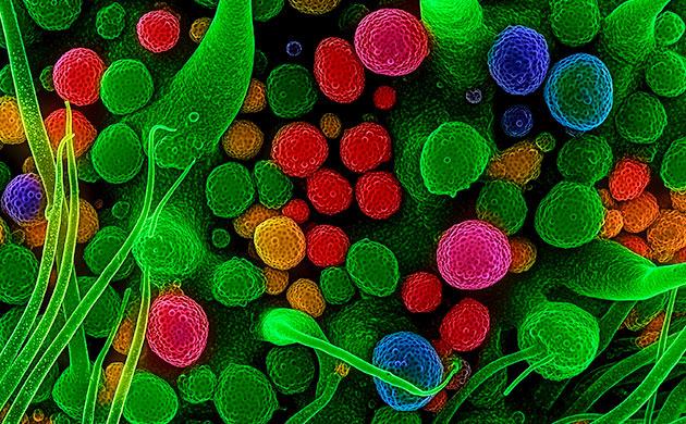 Как работает внутренняя «нейросеть» конопли Как работают гормоны каннабиса?