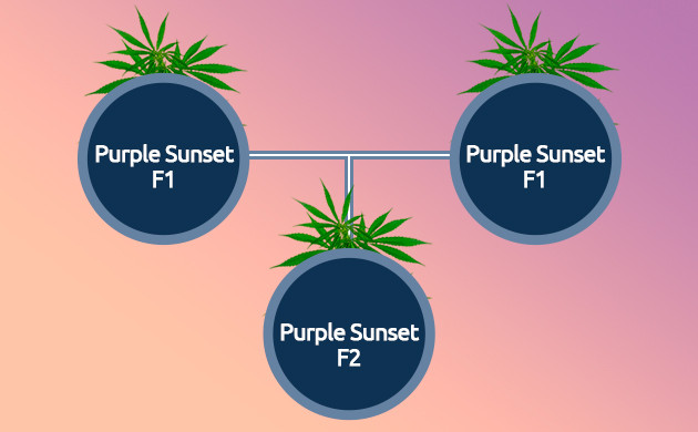 Создание сортов F2 Создание сорта F2