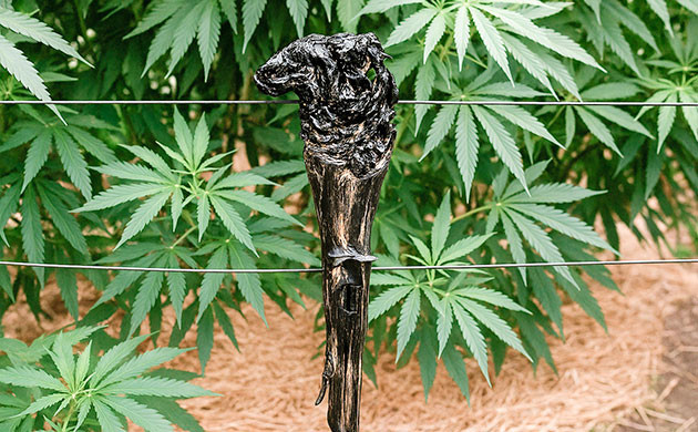 Как сделать трости для ходьбы из конопляных стеблей Палки для ходьбы: творческое мастерство