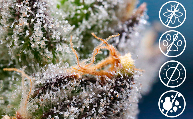 Трихомы конопли выполняют защитную функцию растения Защита от вредителей конопли при помощи трихом