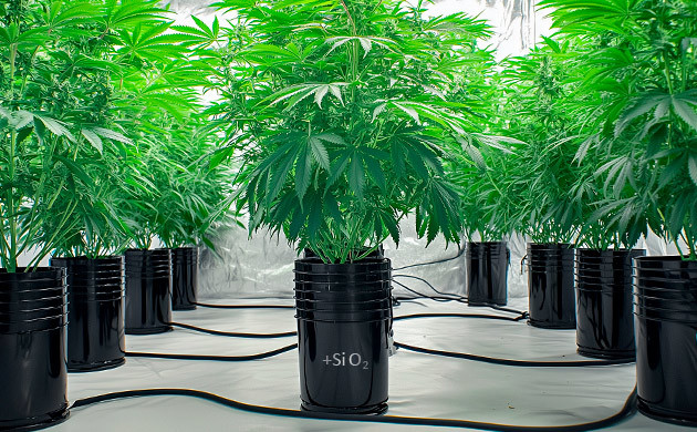 Использование диоксида кремния в гидропонных установках Выращивание каннабиса на гидропонике