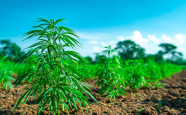 Аутдор как простой способ гровинга Выращивание конопли под открытым небом