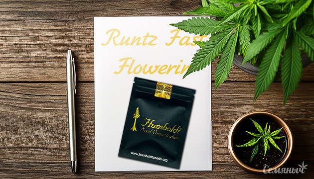 Как вырастить сорт конопли Runtz Fast Flowering Введение в процесс выращивания Runtz Fast Flowering