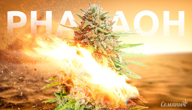 Новый сорт Pharaoh от Семяныча Семена конопли Pharaoh от Семяныча