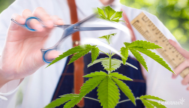 Что такое фимминг и топпинг Различия между фиммингом и топпингом