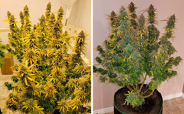 Шишки марихуаны Amherst Sour Diesel Amherst Sour Diesel полностью созревшие кусты конопли