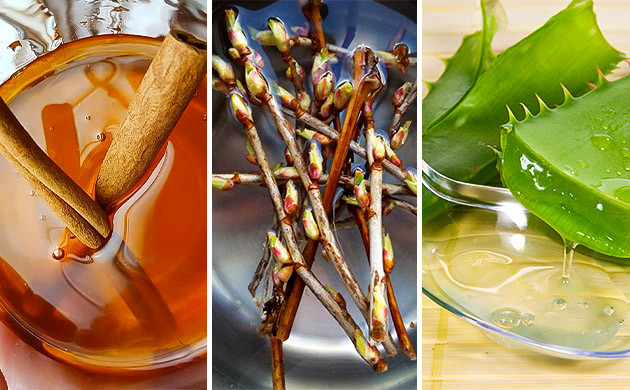 Природные стимуляторы корнеобразования Использование меда и корицы, ивы и алоэ