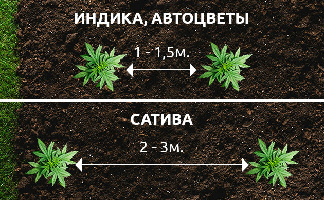 Расстояние 2-3 метра межу кустами сативы Необходимое расстояние между кустами в аутдоре