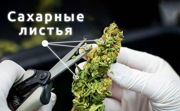 Ручная обрезка шишек Ручной тримминг шишек