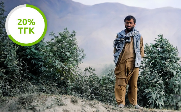 ТГК в Афганской конопле