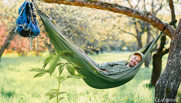 Неприхотливые сорта для выращивания Неприхотливые сорта