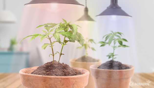 Освещение конопли в индоре