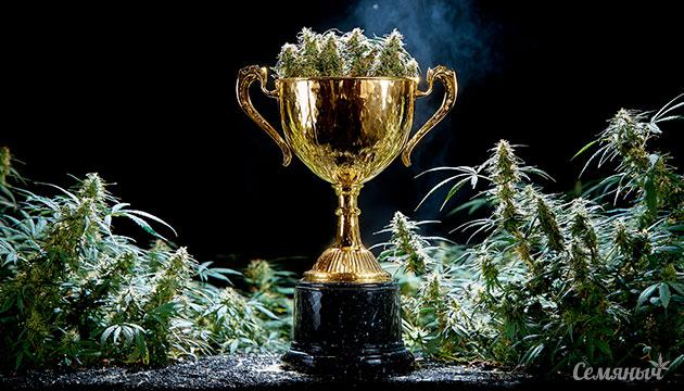 Голосование за победителей Летнего Кубка Семяныча 2025 Голосование за Летний Кубок Семяныча