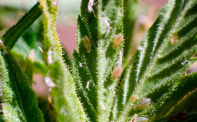 Тля на листьях