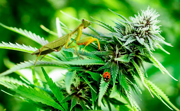 Насекомые против вредителей конопли
