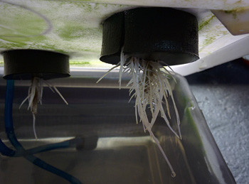 3 неделя выращивания Развитие корней