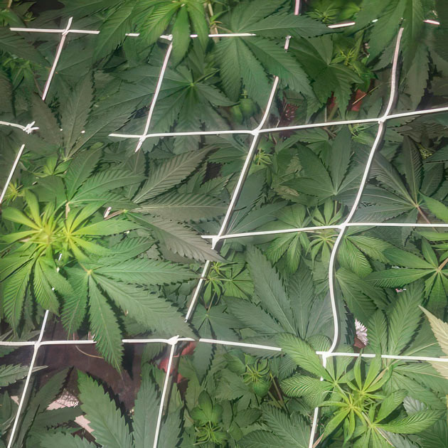 Подготовка конопли к фазе цветения Марихуана на 6 неделе выращивания