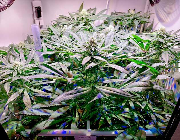 10 неделя роста конопли Высота куста марихуаны 74 см