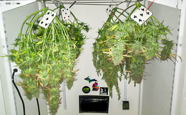 Пятидневная сушка конопли Вертикальная сушка в кустов в гроубоксе