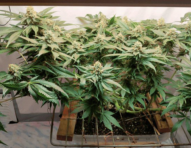 Куст Glue Sherbert на цветении Прореживание верхушки куста Glue Sherbert