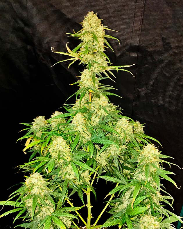 Сбор урожая на 11 неделе выращивания Созревший куст конопли Smoothie Auto