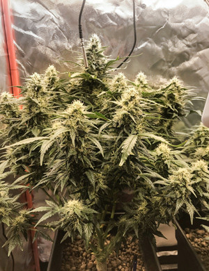 Формирование соцветий конопли Шишка марихуаны