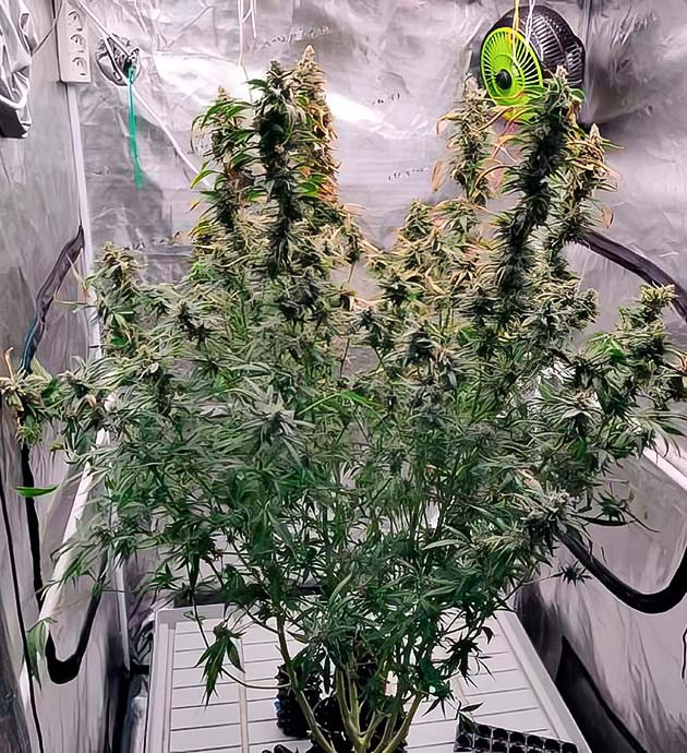 Мой опыт и результаты Amnesia Zkittlez Auto Как Amnesia Zkittlez Auto превзошла ожидания