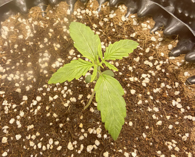 Добавление удобрений и развитие корневой системы Росток Wedding Cake Auto на первой неделе выращивания