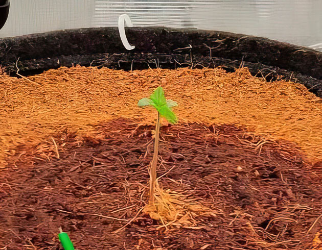 Как я защитил Amnesia Zkittlez Auto от насекомых Спасение Amnesia Zkittlez Auto от клещей